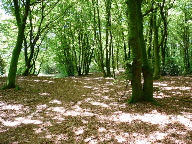 Un aperçu de la forêt - Crédit Photo : Jean Dechaume